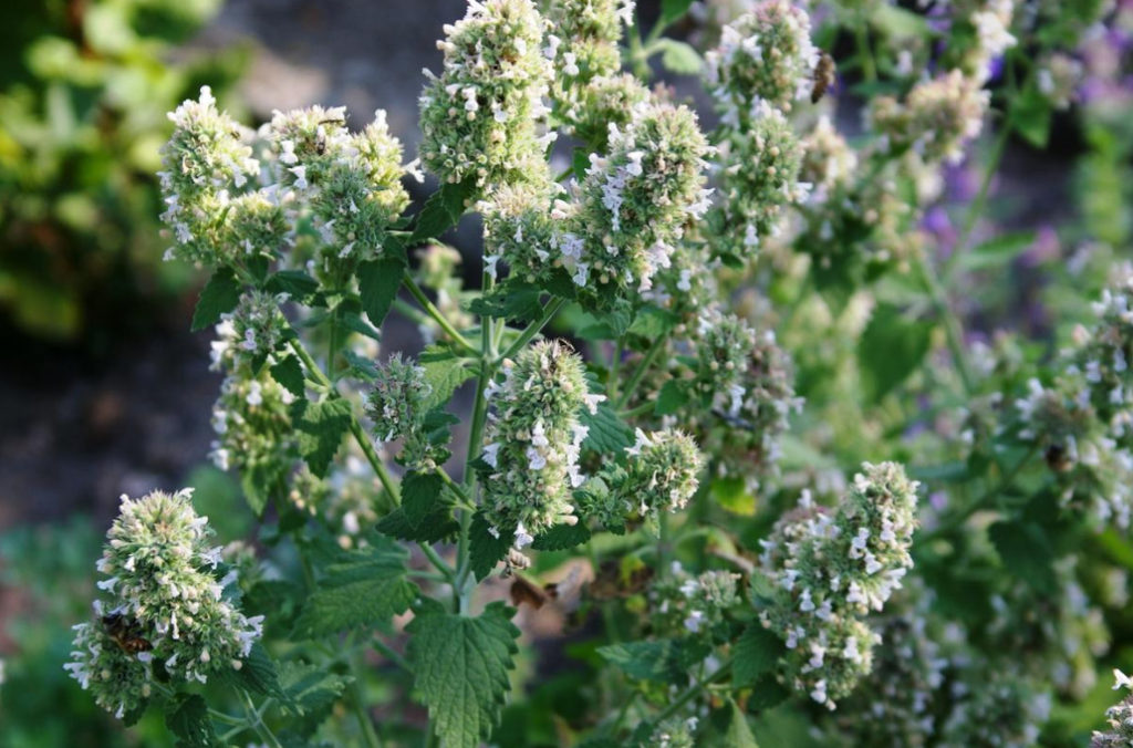 Plants for the Preparation of Syrups and Sorbets: 6 Recognizable Flavors
