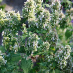 Plants for the Preparation of Syrups and Sorbets: 6 Recognizable Flavors