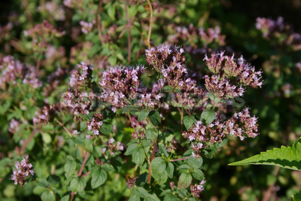 Plants for the Preparation of Syrups and Sorbets: 6 Recognizable Flavors