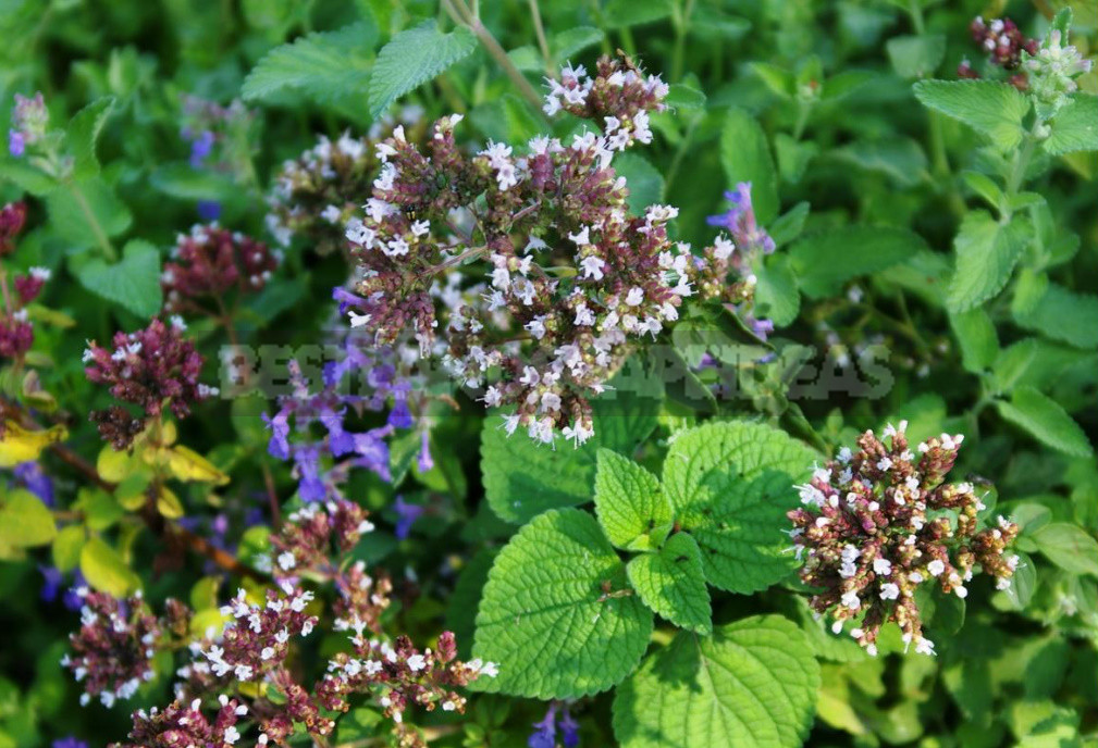 Plants for the Preparation of Syrups and Sorbets: 6 Recognizable Flavors