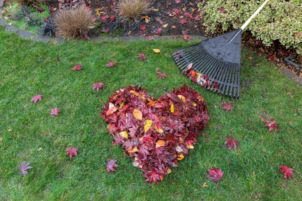 Rake: History, Types and Purpose, Interesting Facts