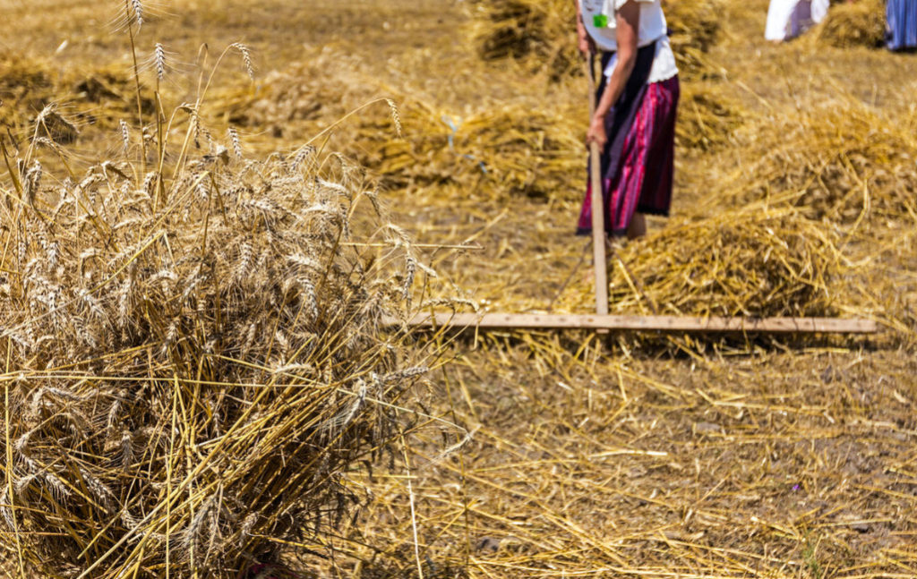 Rake History, Types and Purpose, Interesting Facts Best Landscape Ideas