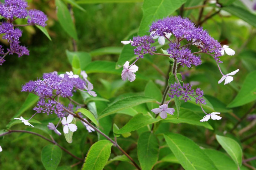 Rare But Beautiful: Sparse Shrubs for Your Garden (Part 1)
