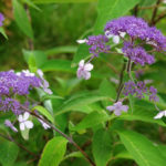 Rare But Beautiful: Sparse Shrubs for Your Garden (Part 2)
