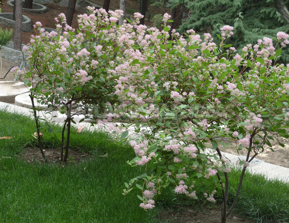 Rare But Beautiful: Sparse Shrubs for Your Garden (Part 2)