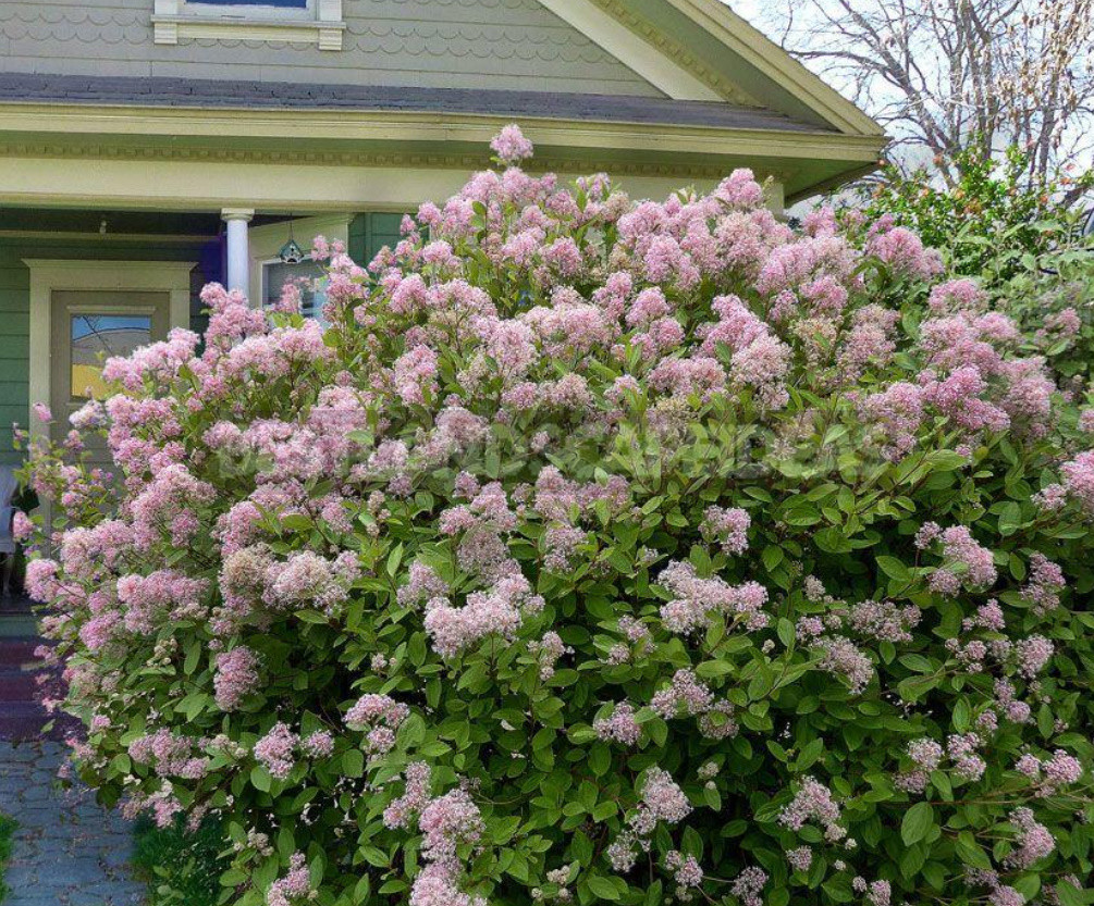 Rare But Beautiful: Sparse Shrubs for Your Garden (Part 2)