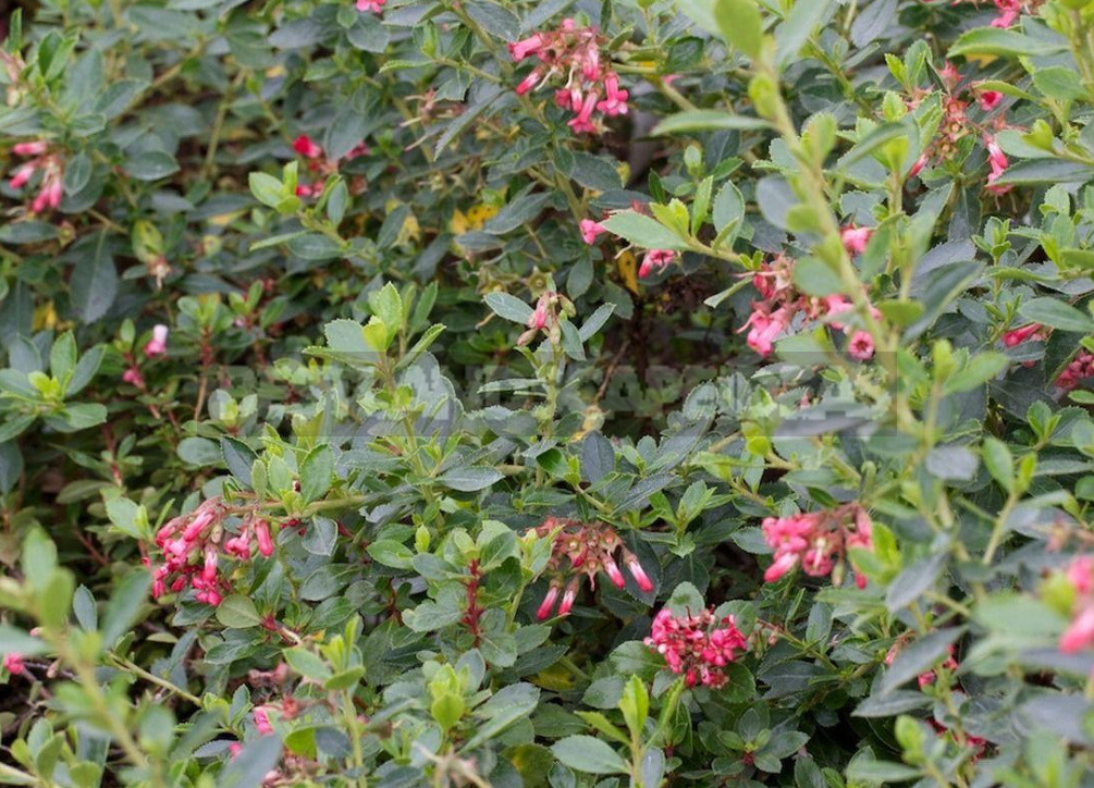 Rare But Beautiful: Sparse Shrubs for Your Garden (Part 2)