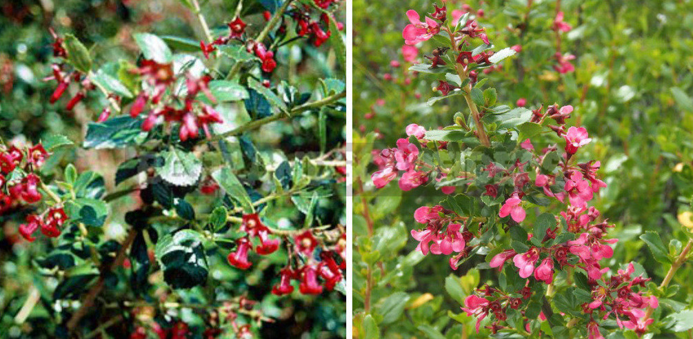 Rare But Beautiful: Sparse Shrubs for Your Garden (Part 2)