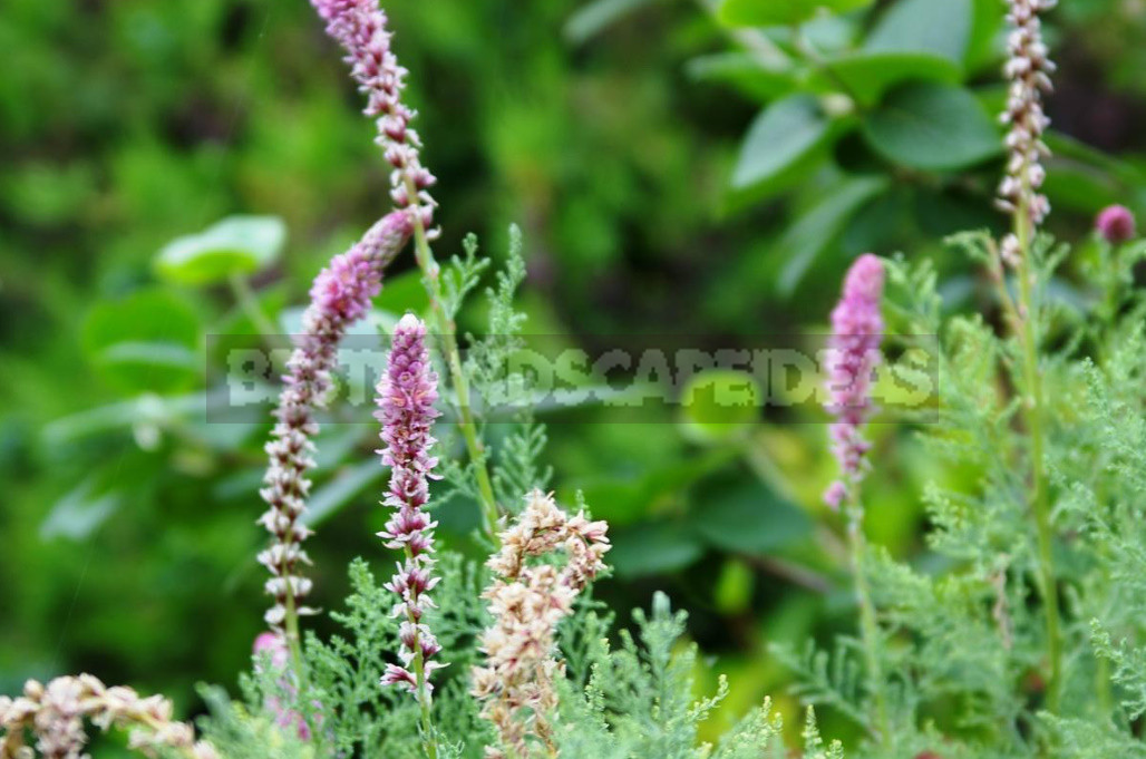 Rare But Beautiful: Sparse Shrubs for Your Garden (Part 1)