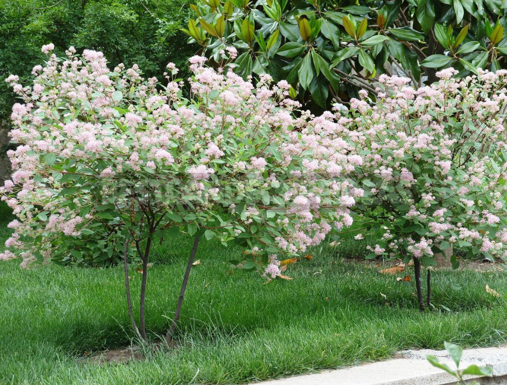 Rare But Beautiful: Sparse Shrubs for Your Garden (Part 1)