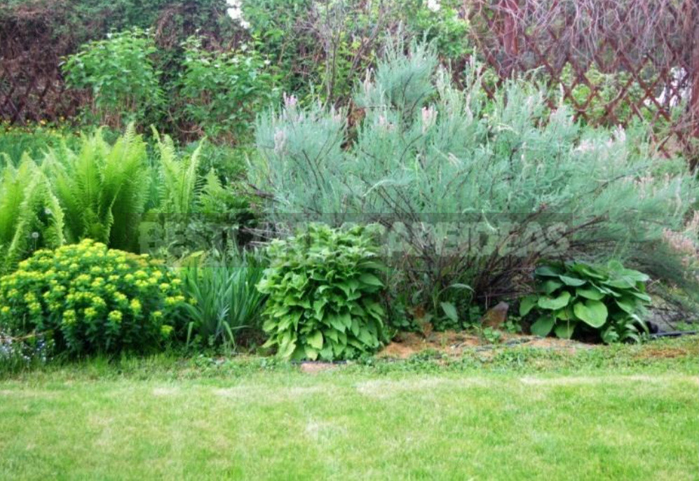 Rare But Beautiful: Sparse Shrubs for Your Garden (Part 1)