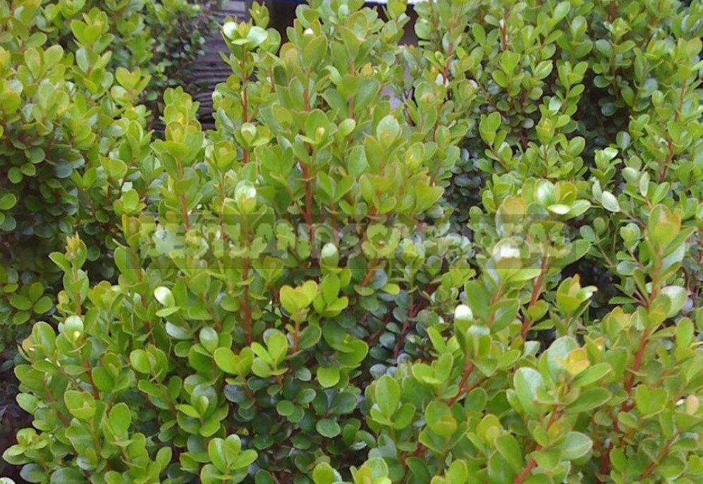 Rare But Beautiful: Sparse Shrubs for Your Garden (Part 2)