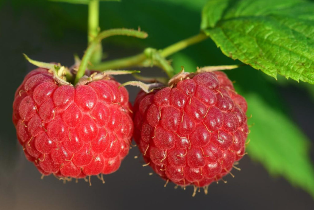 Raspberries for Colds: Balm, Infusions, Tea