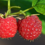 Raspberries for Colds: Balm, Infusions, Tea