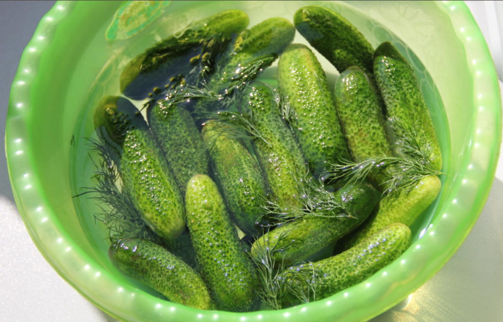 Salt or No Salt? Hybrids of Cucumbers for Blanks
