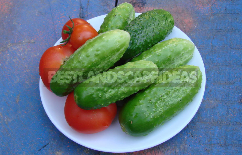 Salt or No Salt? Hybrids of Cucumbers for Blanks