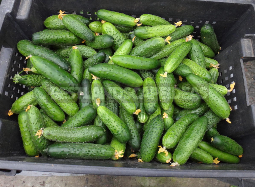 Salt or No Salt? Hybrids of Cucumbers for Blanks