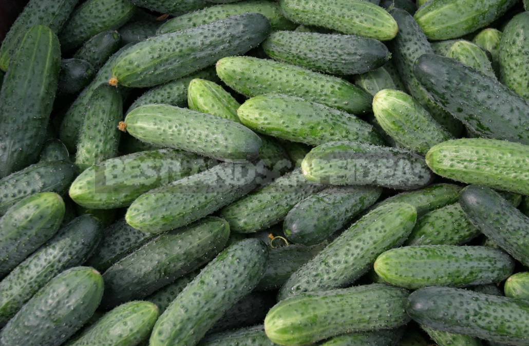 Salt or No Salt? Hybrids of Cucumbers for Blanks