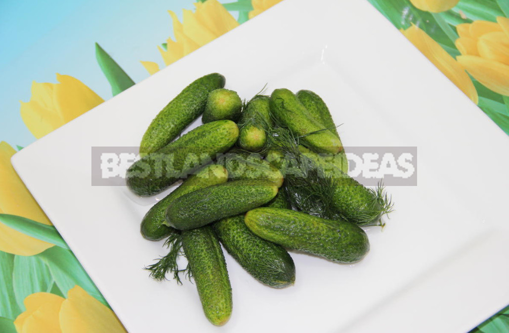 Salt or No Salt? Hybrids of Cucumbers for Blanks