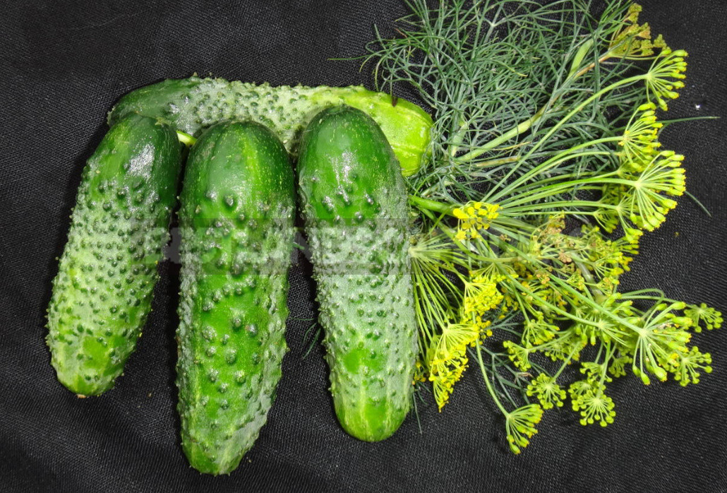 Salt or No Salt? Hybrids of Cucumbers for Blanks