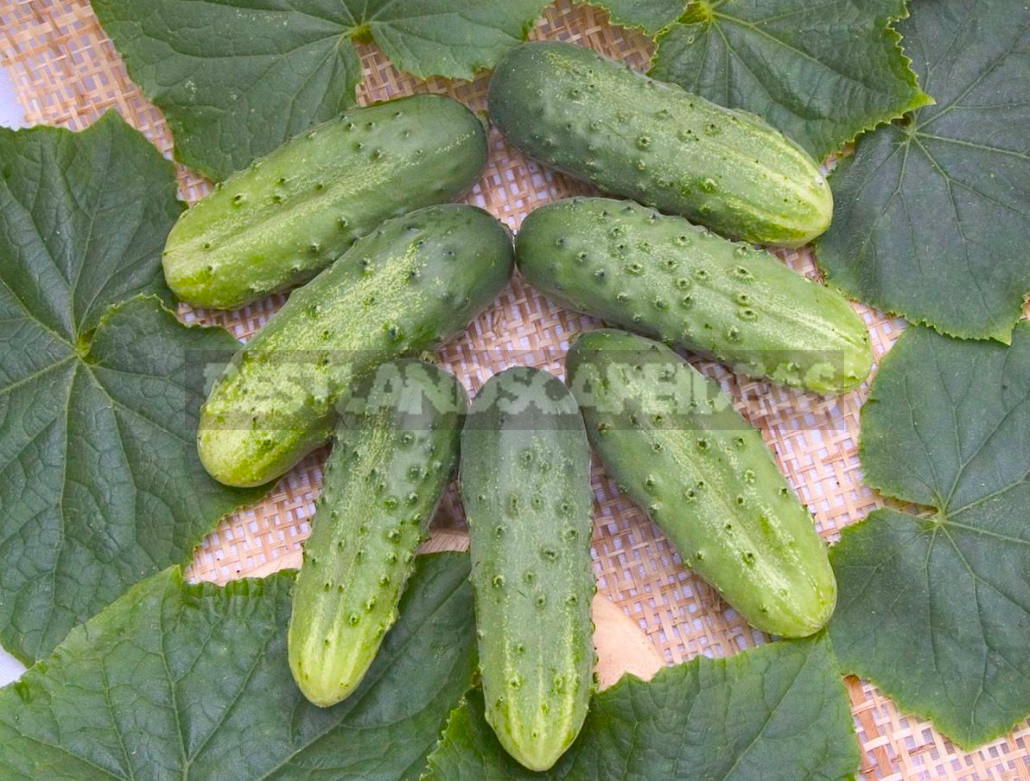 Salt or No Salt? Hybrids of Cucumbers for Blanks