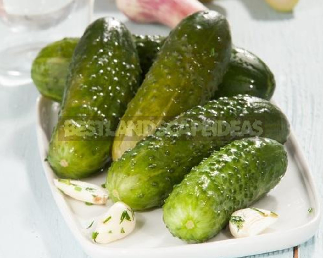 Salted Cucumbers in One Day: 3 Quick Recipes