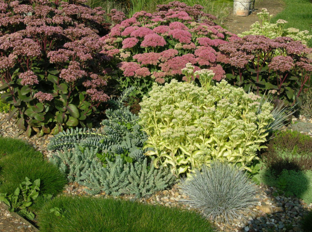 Sedum: Species And Varieties