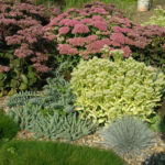Sedum: Species And Varieties