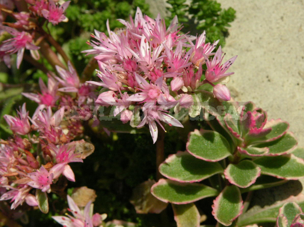 Sedum: Species And Varieties