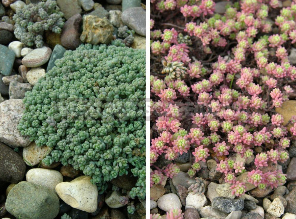 Sedum: Species And Varieties