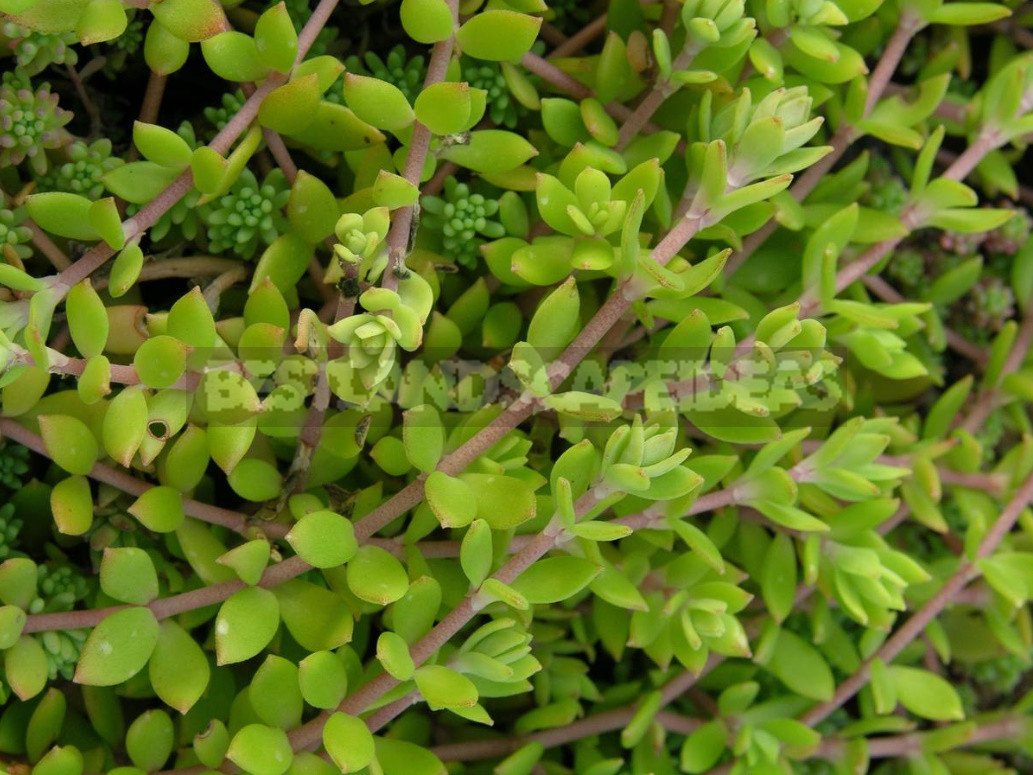 Sedum: Species And Varieties