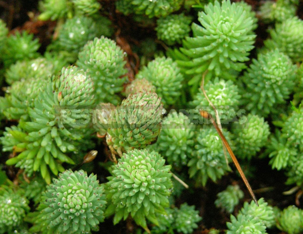 Sedum: Species And Varieties