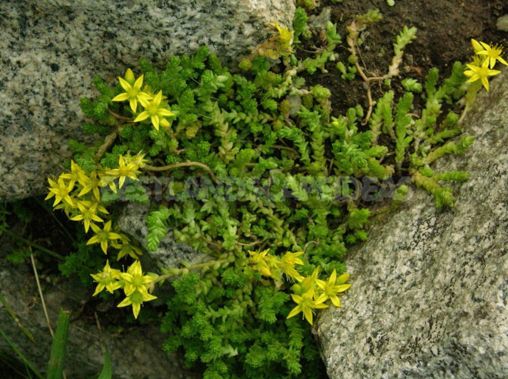 Sedum: Species And Varieties