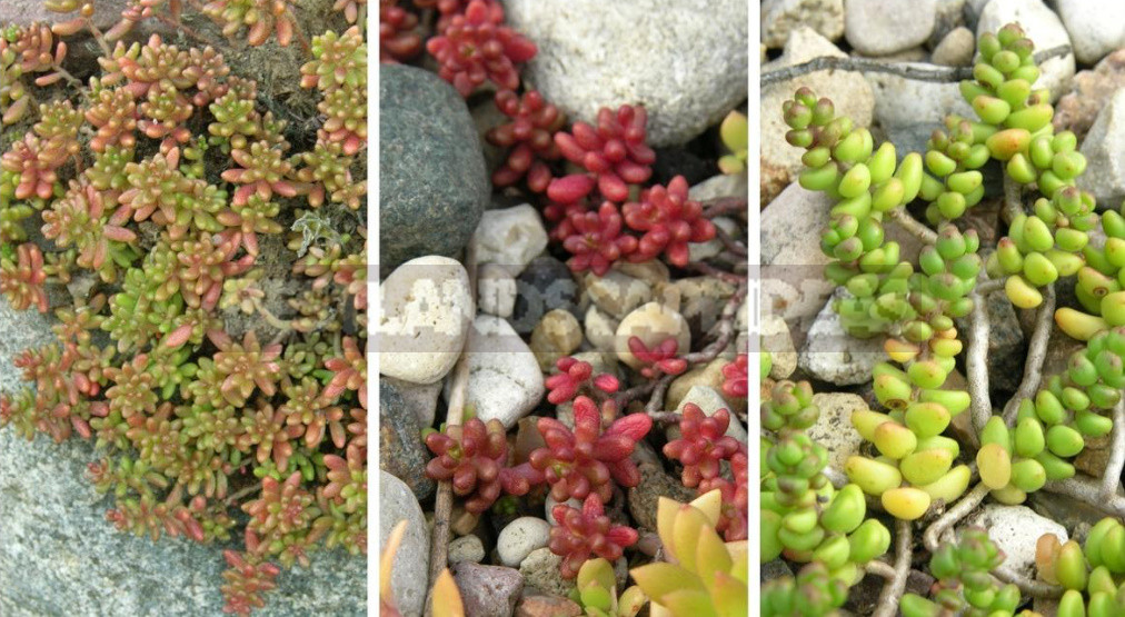 Sedum: Species And Varieties