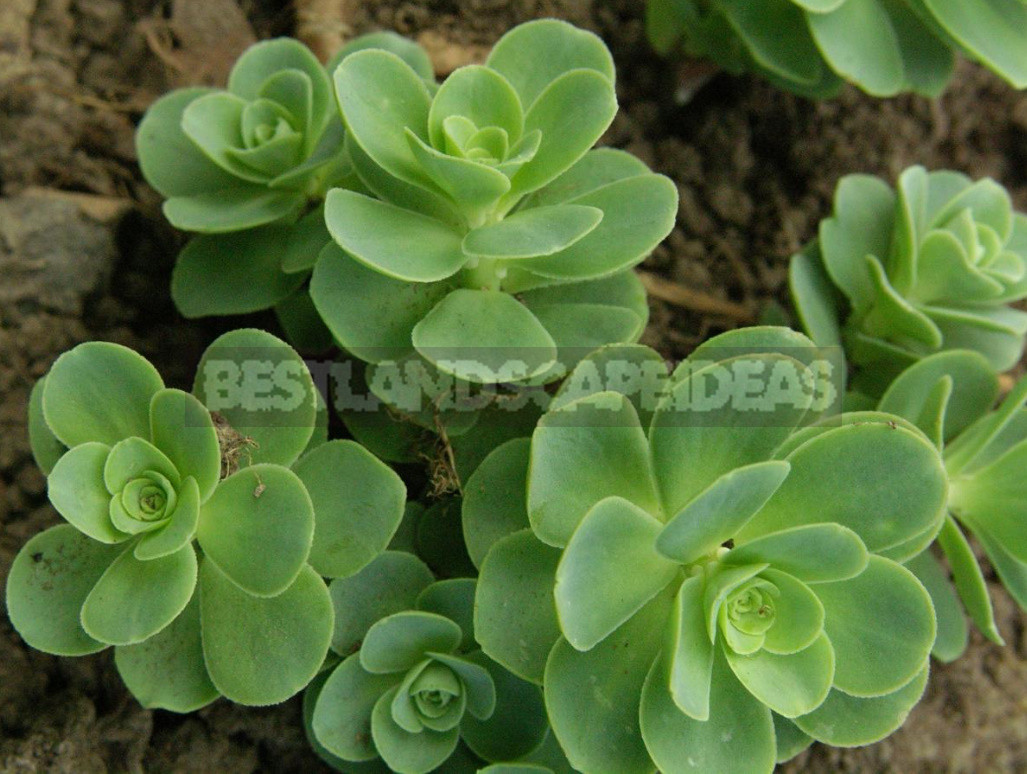 Sedum: Species And Varieties