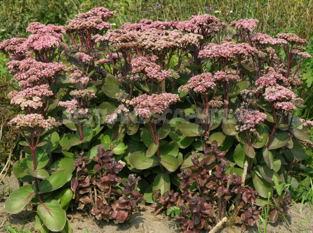 Sedum: Species And Varieties