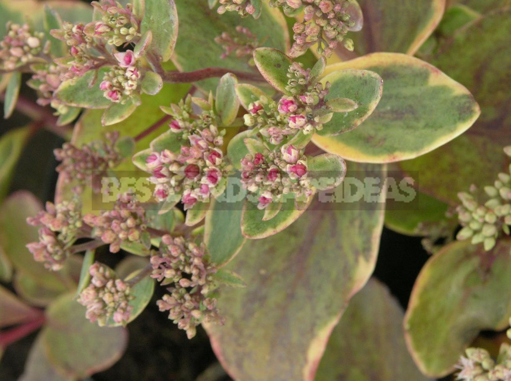 Sedum: Species And Varieties