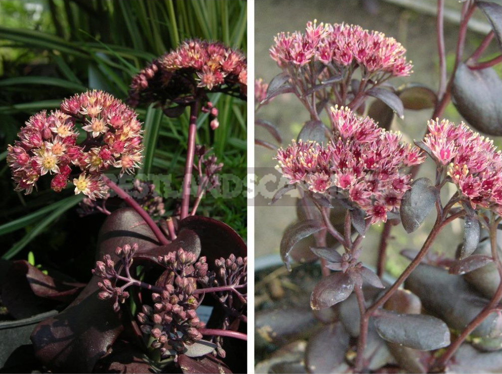 Sedum: Species And Varieties