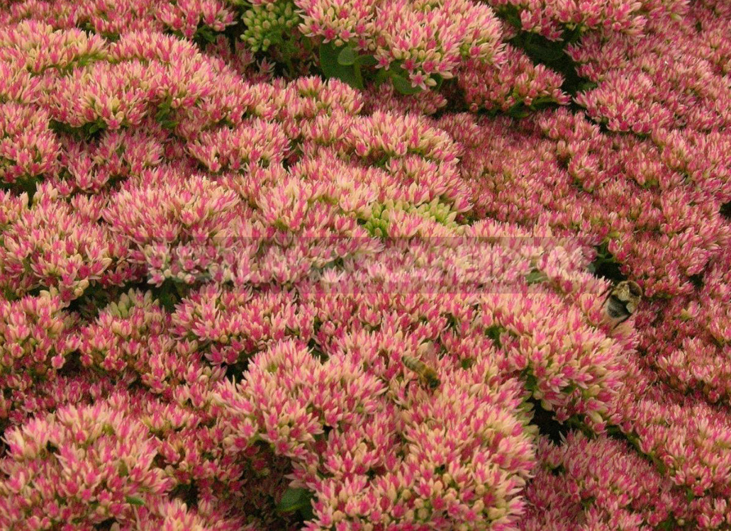 Sedum: Species And Varieties