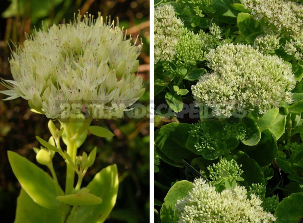 Sedum: Species And Varieties