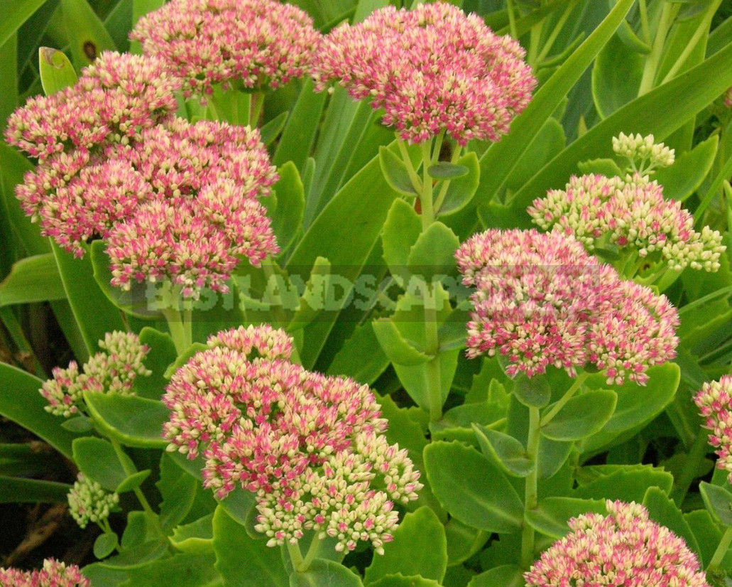 Sedum: Species And Varieties