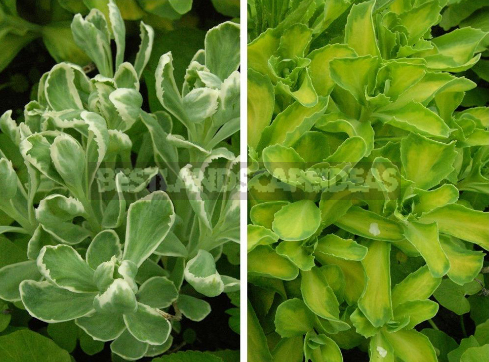 Sedum: Species And Varieties