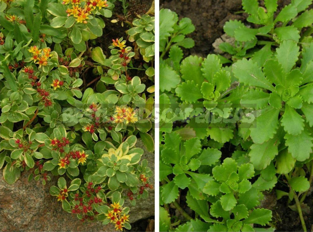 Sedum: Species And Varieties