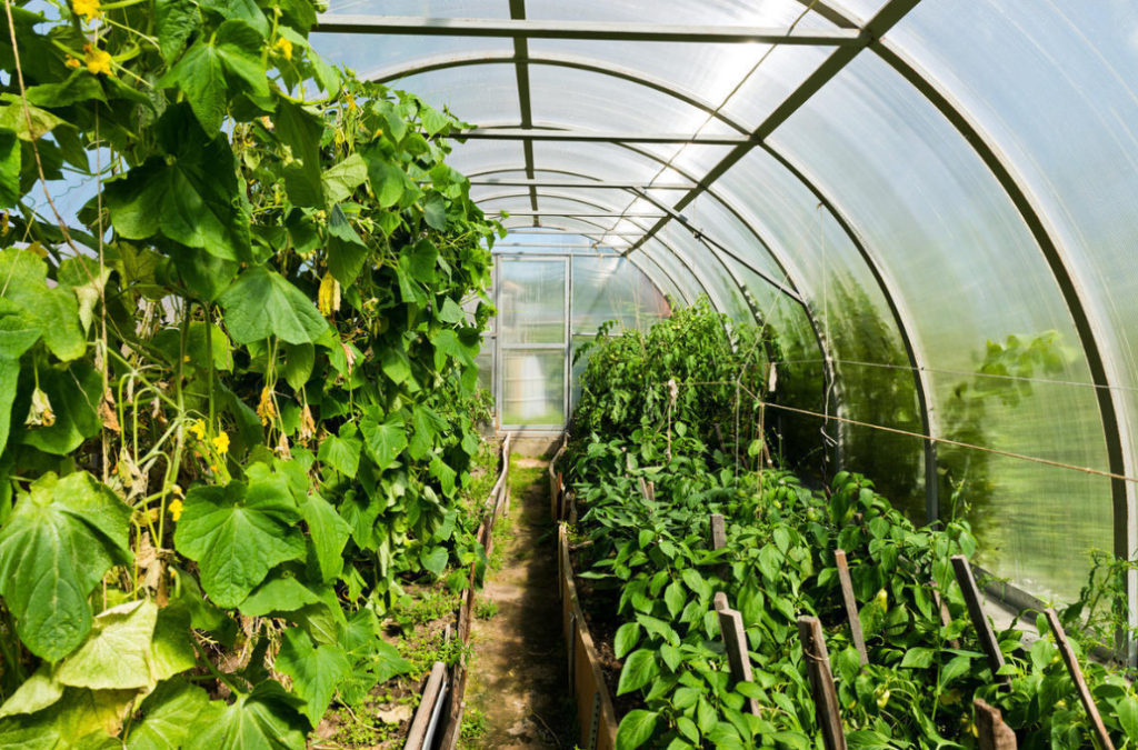 Spider Mite in the Greenhouse. What to Do?