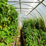 Spider Mite in the Greenhouse. What to Do?