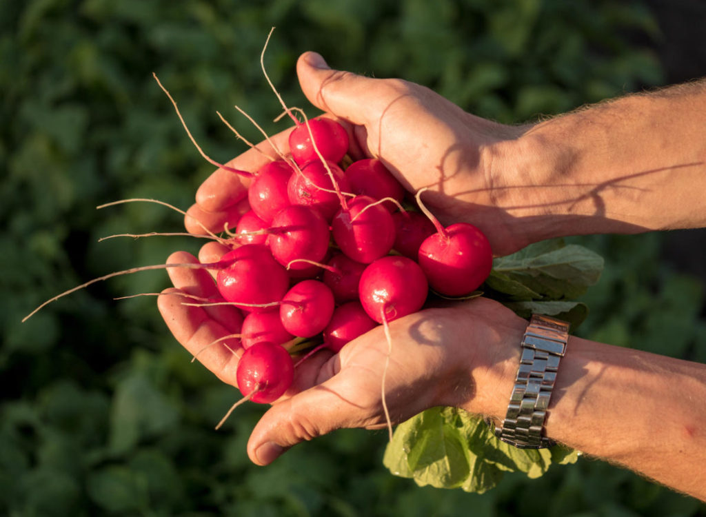The Real Dream of the Gardener – Radish ‘Dream of Alice F1’