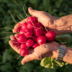 The Real Dream of the Gardener – Radish ‘Dream of Alice F1’