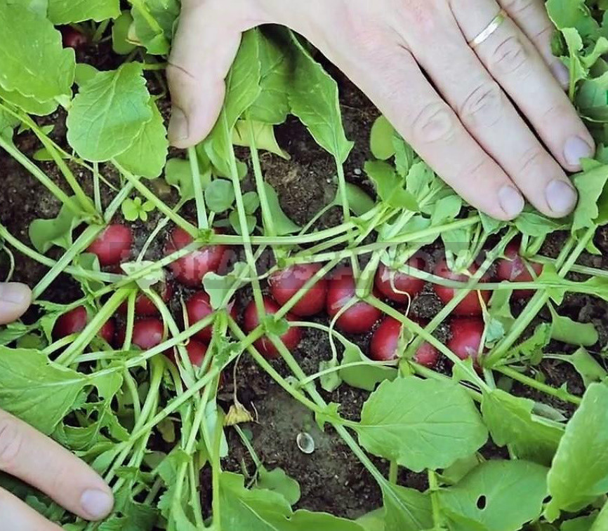 The Real Dream of the Gardener - Radish 'Dream of Alice F1'