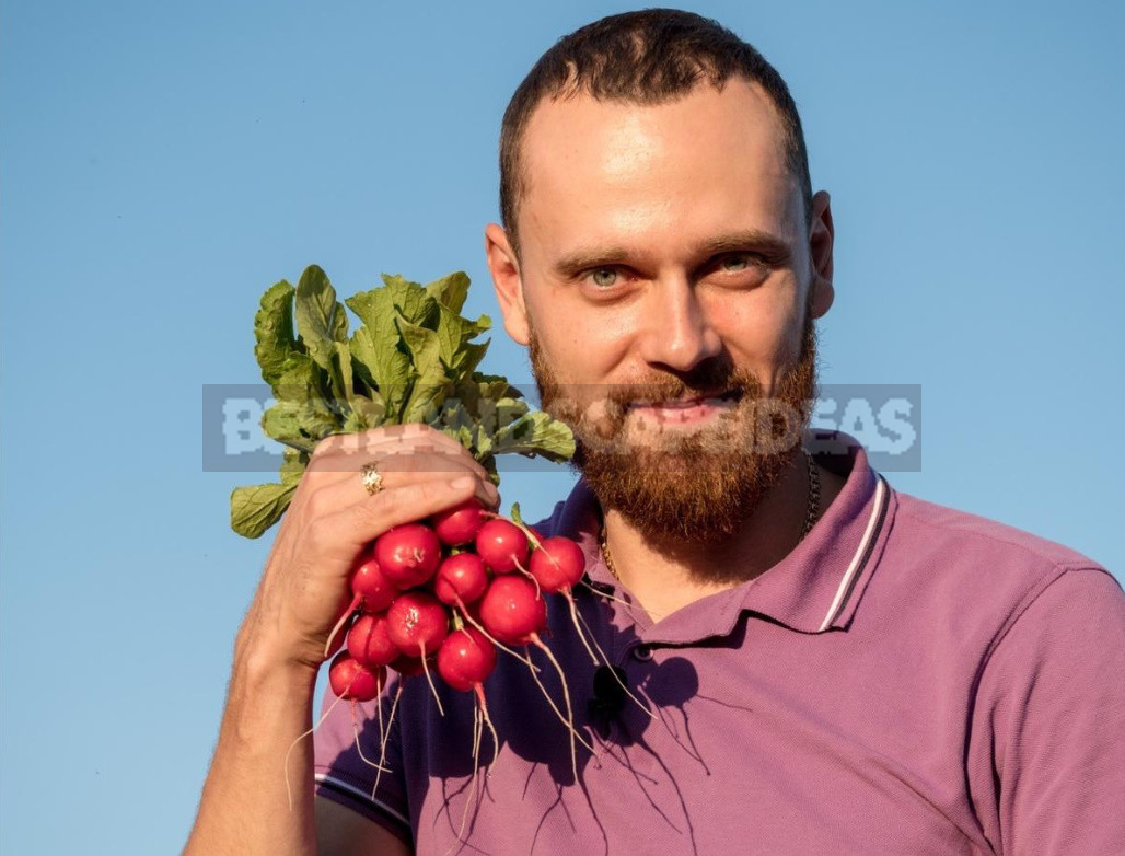 The Real Dream of the Gardener - Radish 'Dream of Alice F1'