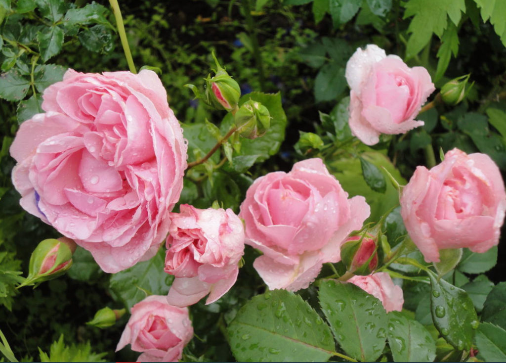 What are the Most Winter-Hardy Roses: a Cheat Sheet for the Novice ...